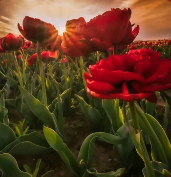 بودكاست - إذاعة يقي